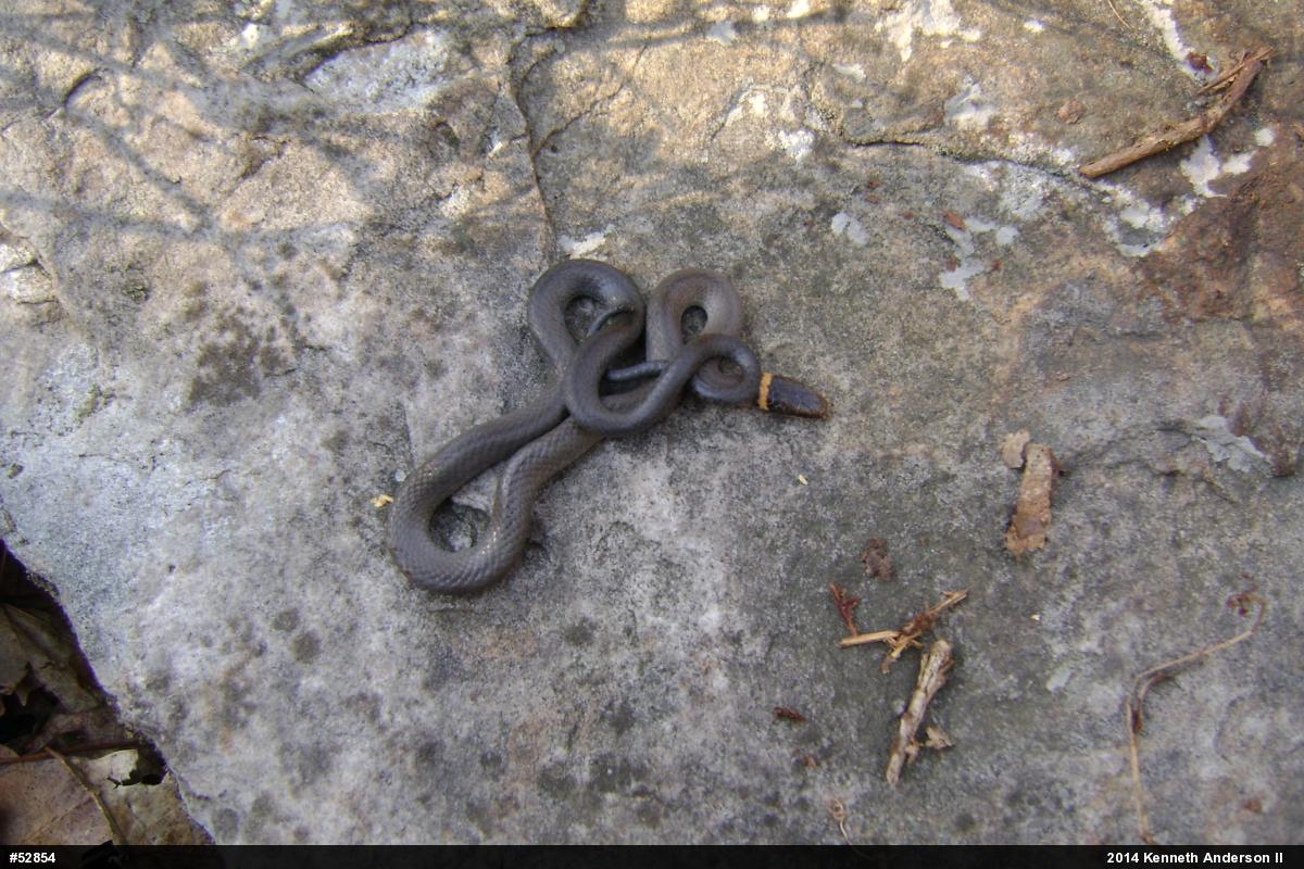 Northern Ring-necked Snake