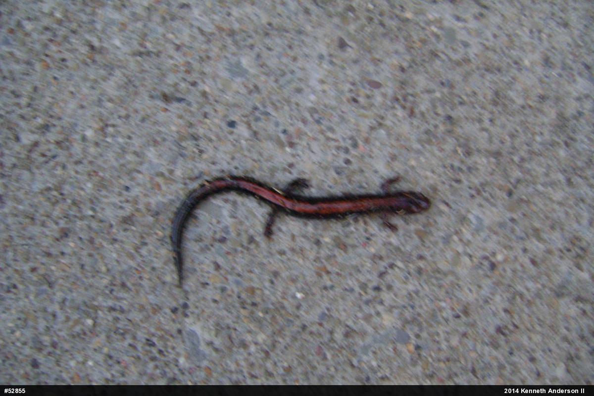 Eastern Red-backed  Salamander