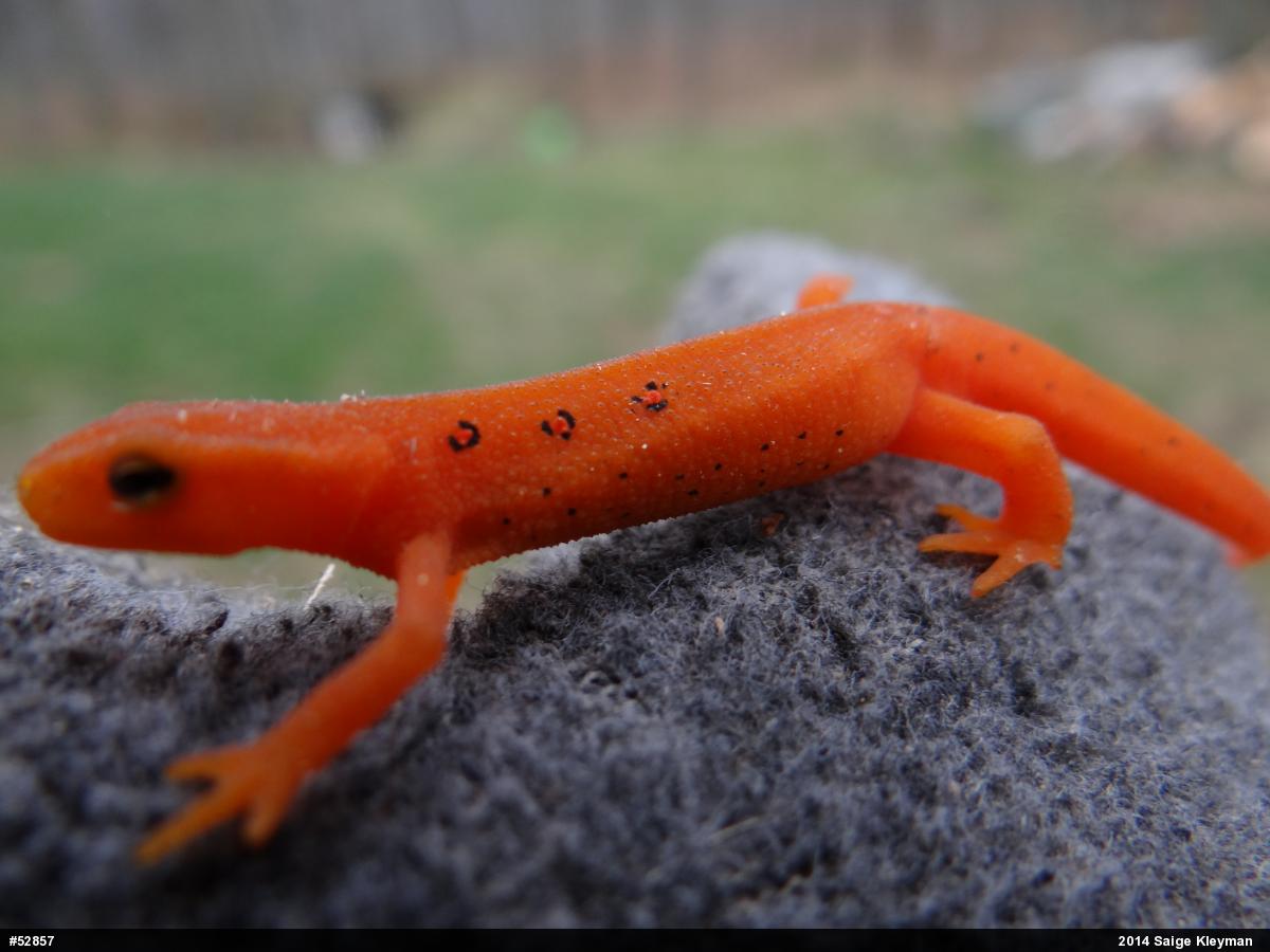 Red-spotted Newt