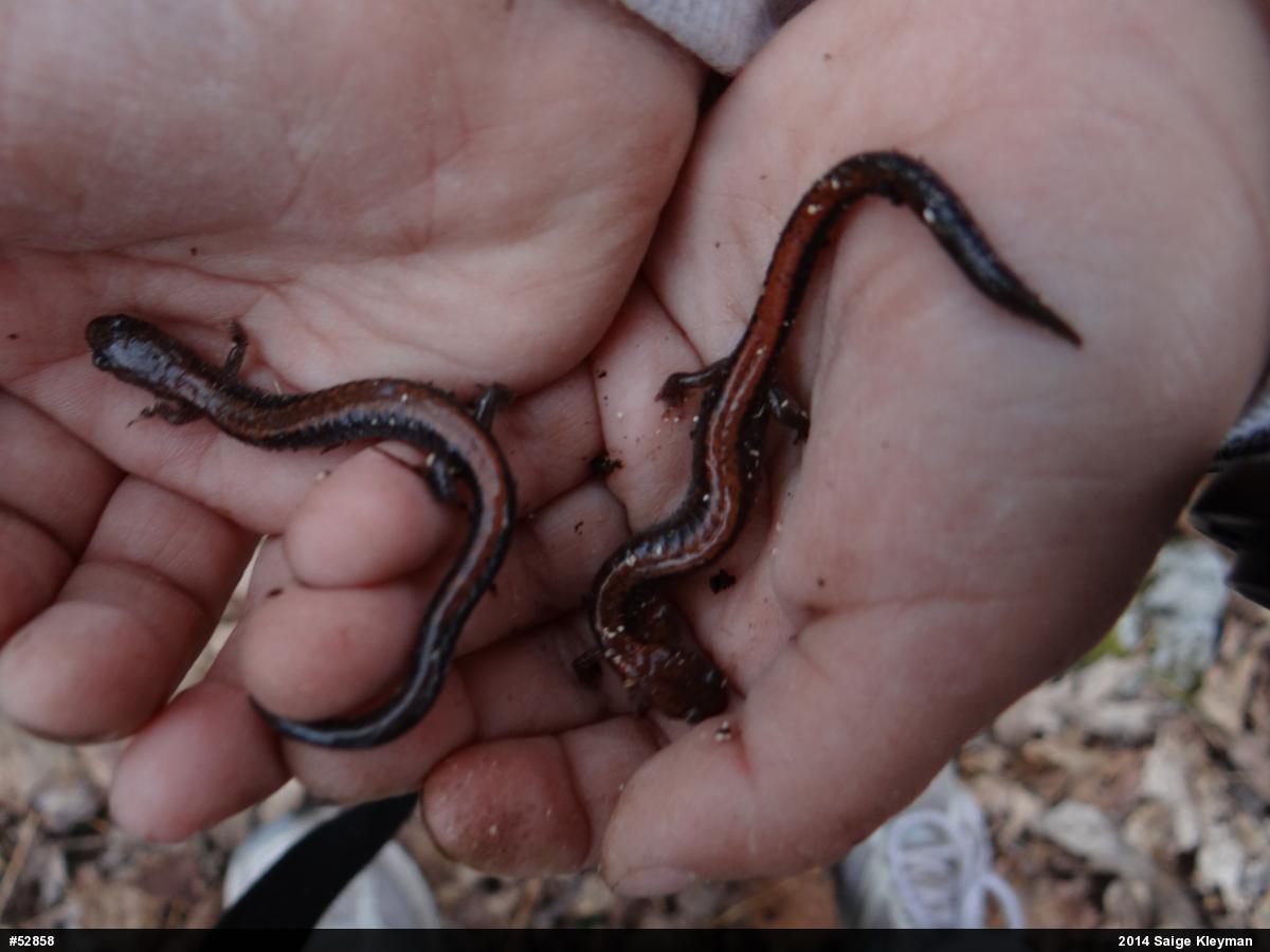 Eastern Red-backed  Salamander