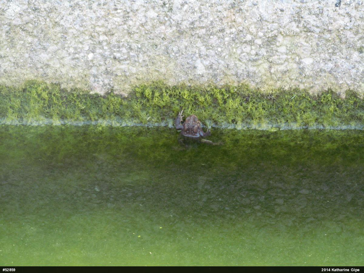 Eastern American Toad