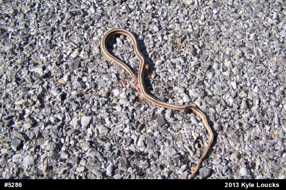 Common Ribbonsnake