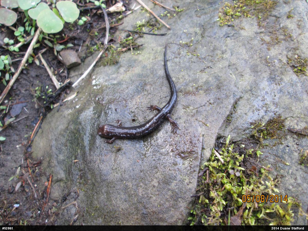 Allegheny Mountain Dusky Salamander
