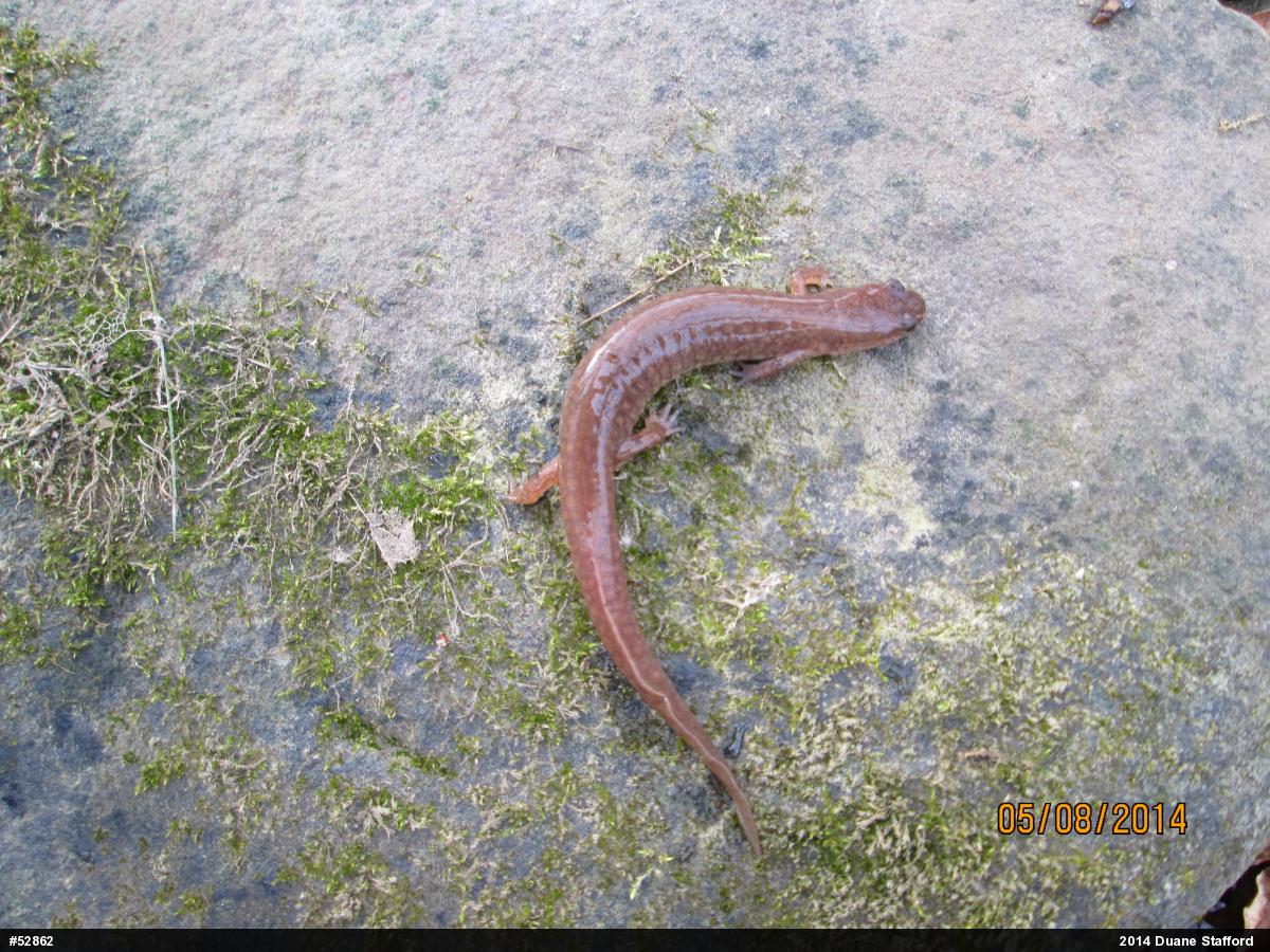 Northern Spring Salamander