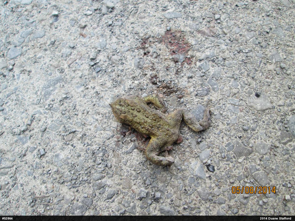 Eastern American Toad