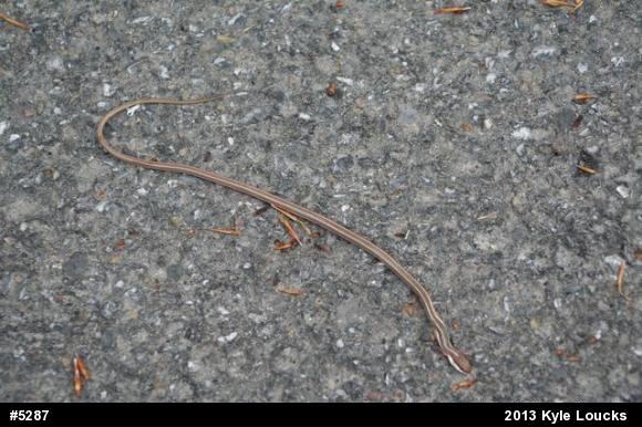 Common Ribbonsnake