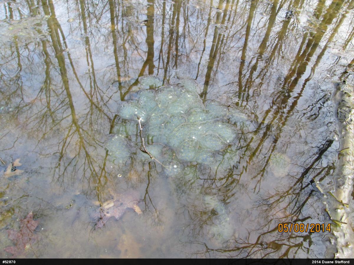 Spotted Salamander