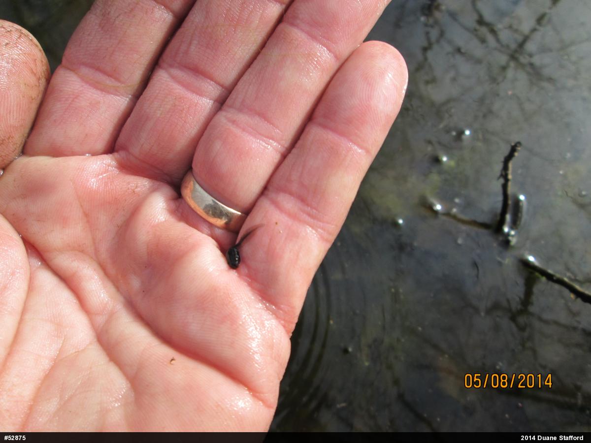 Wood Frog