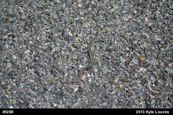 Garter & Ribbon Snakes