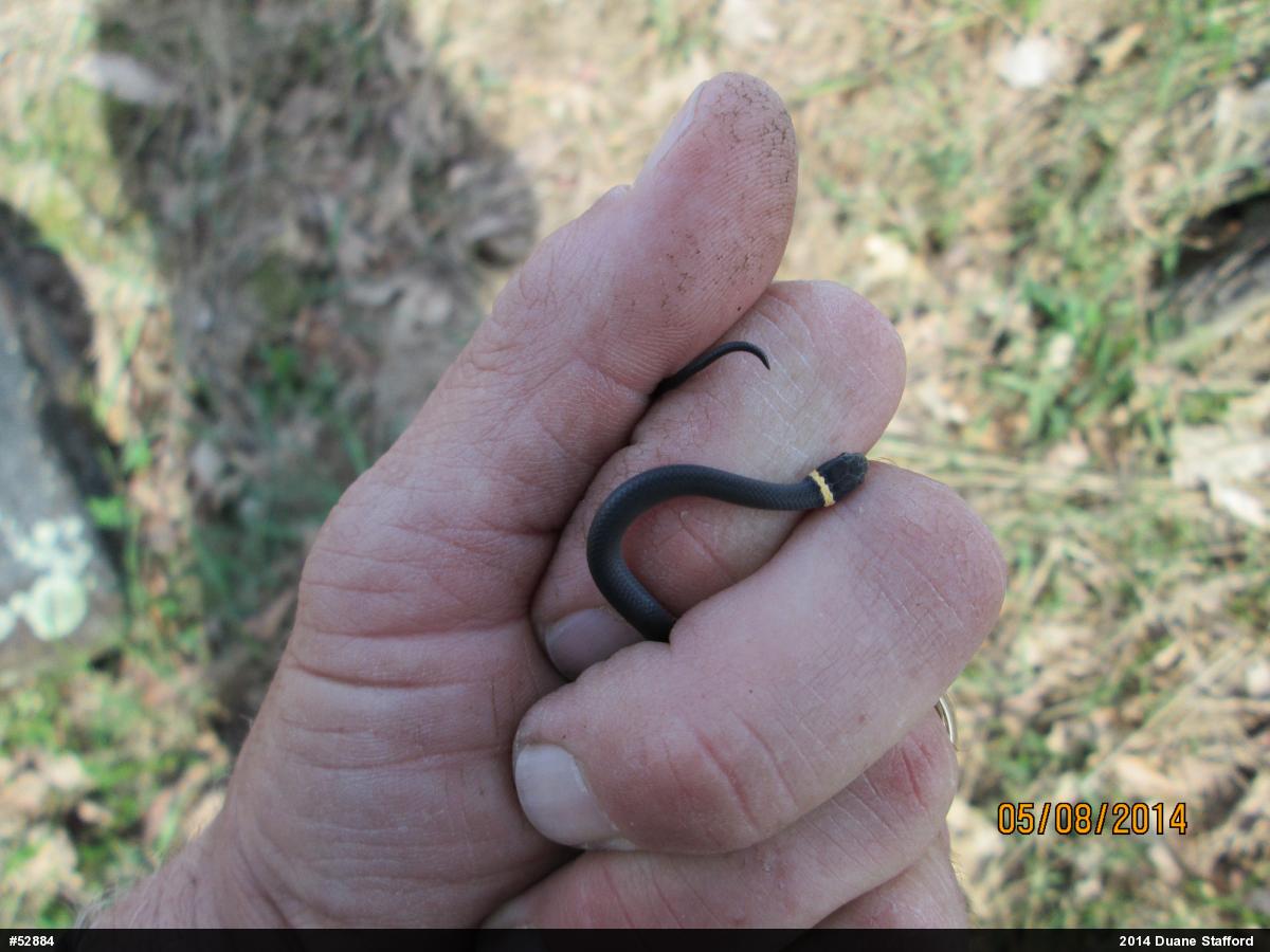 Northern Ring-necked Snake