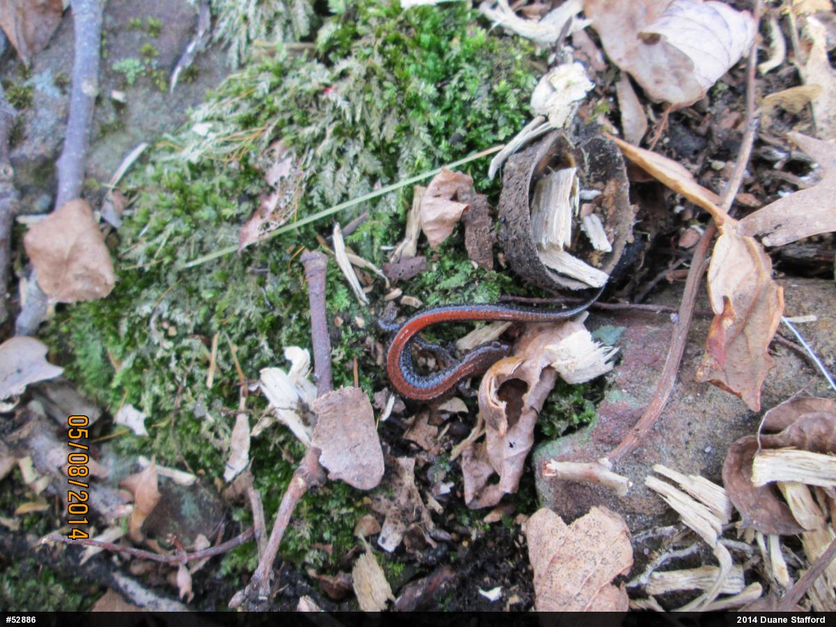 Eastern Red-backed  Salamander