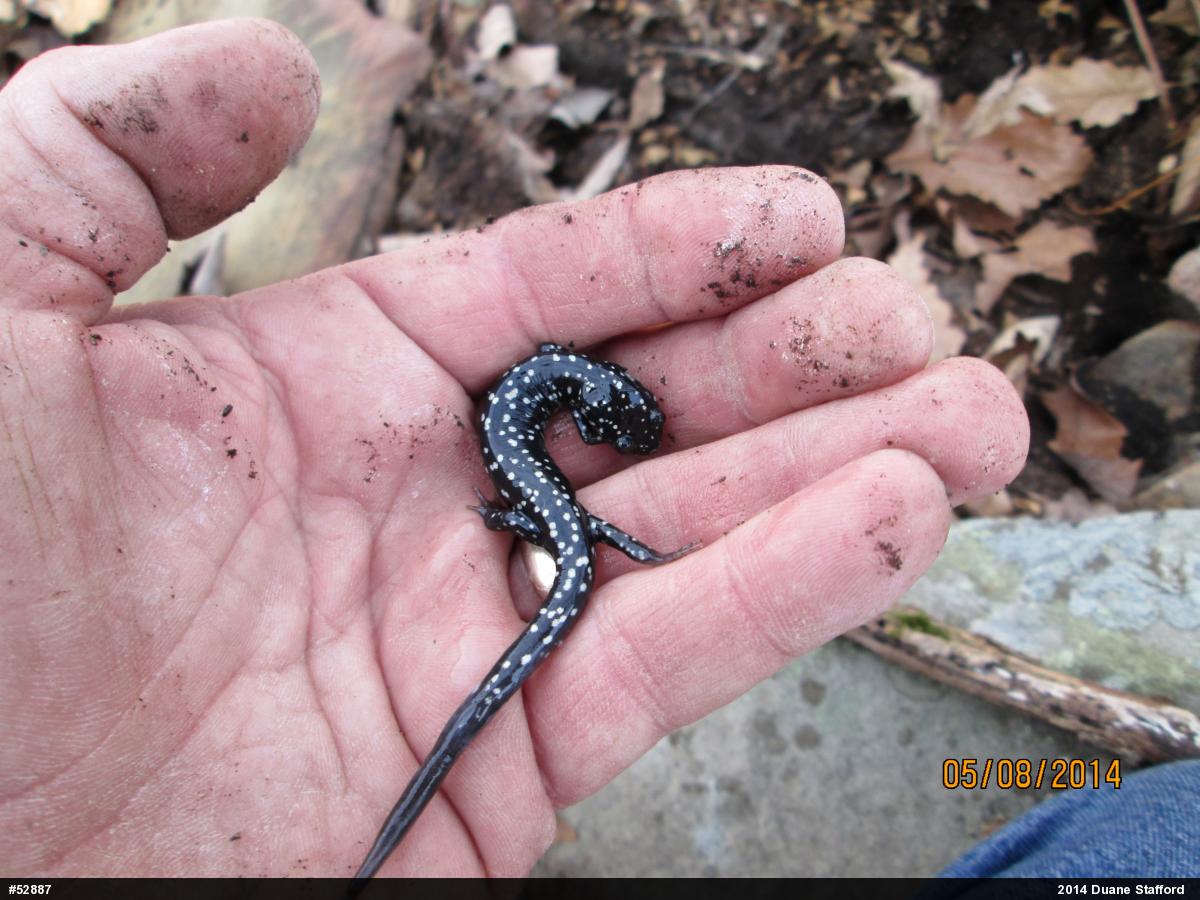 Northern Slimy Salamander