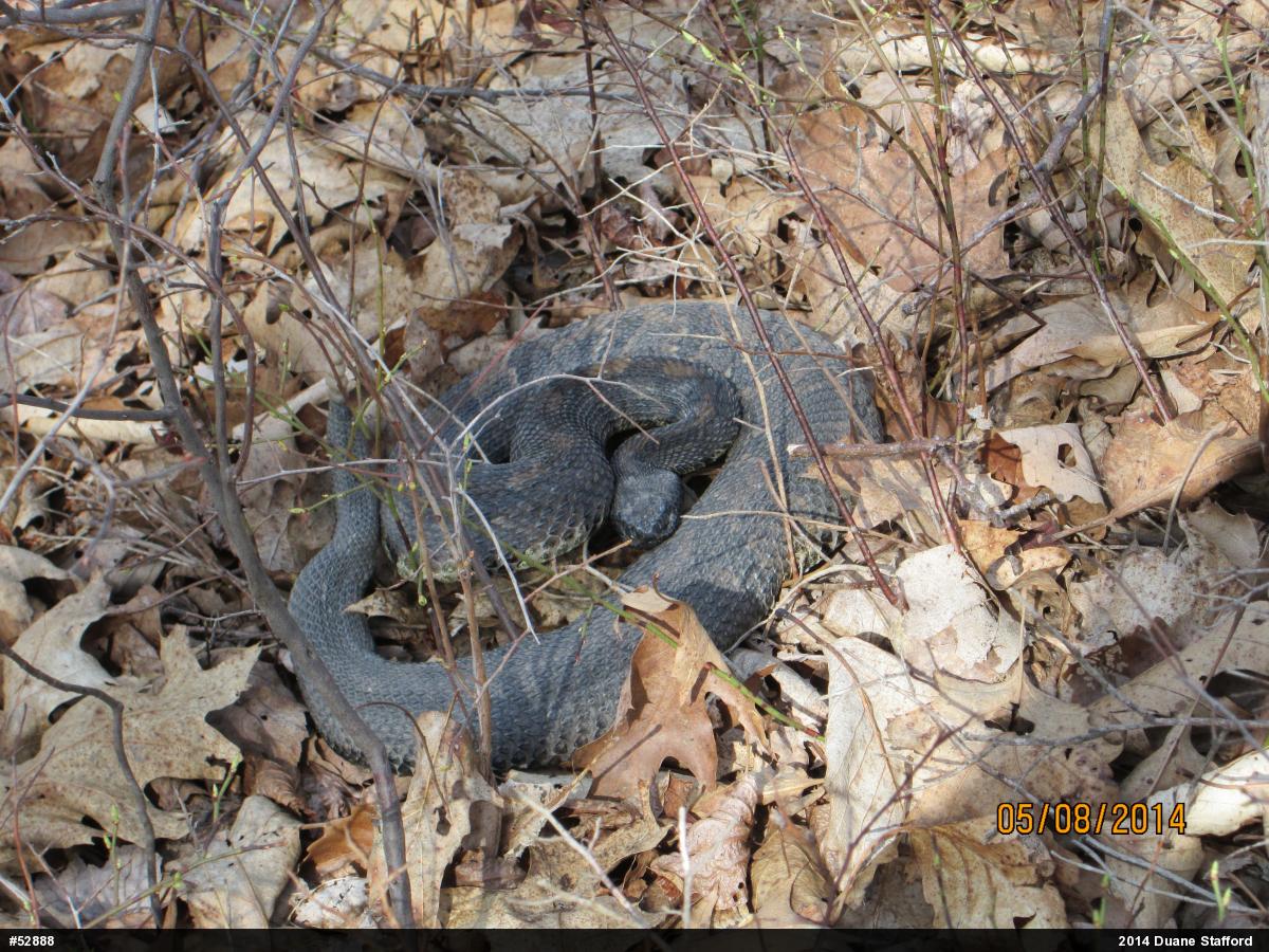 Timber Rattlesnake