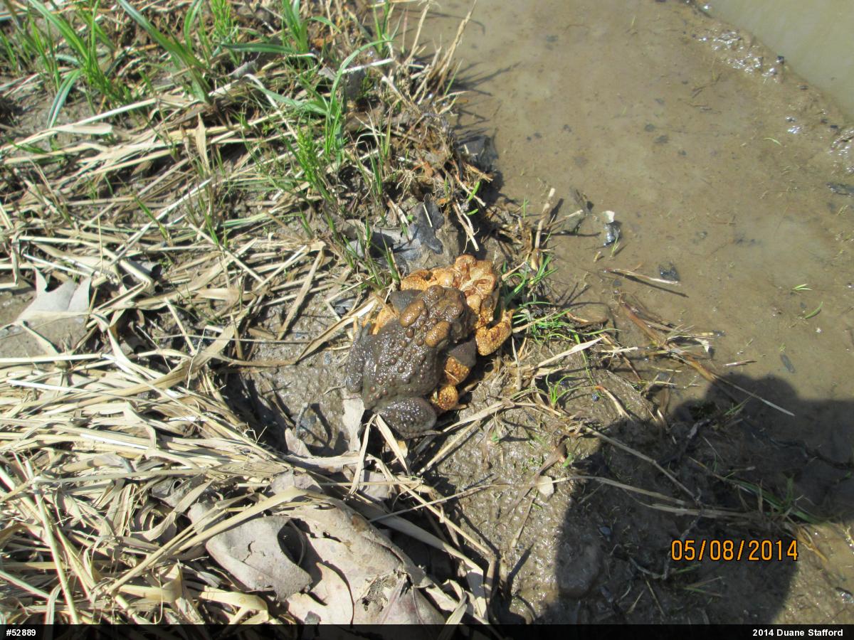Eastern American Toad