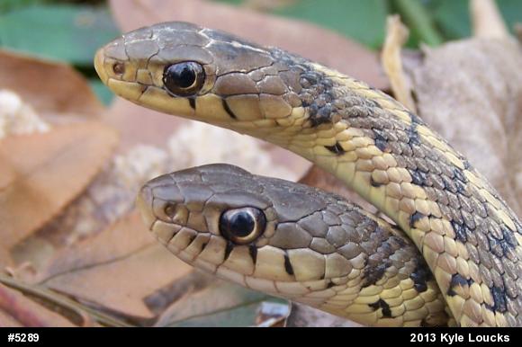 Eastern Gartersnake