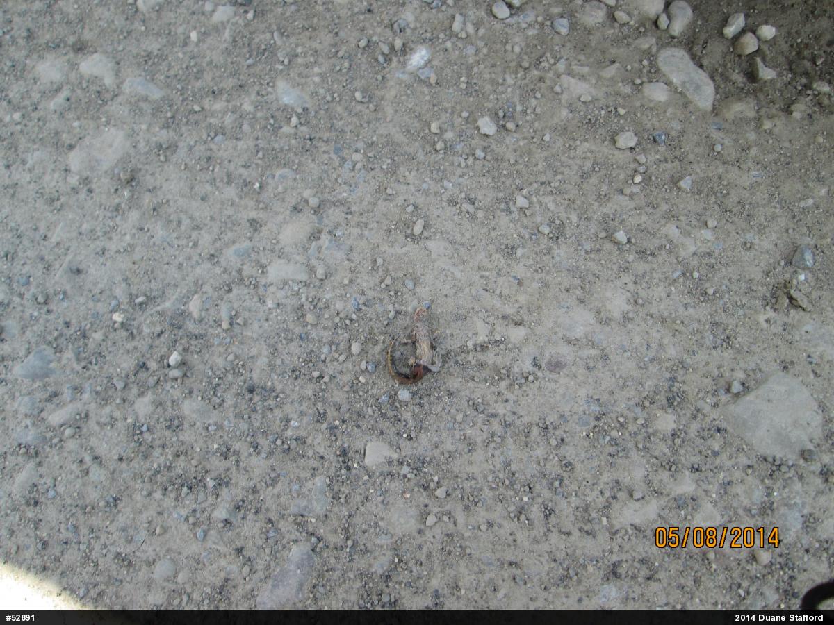 Red-spotted Newt