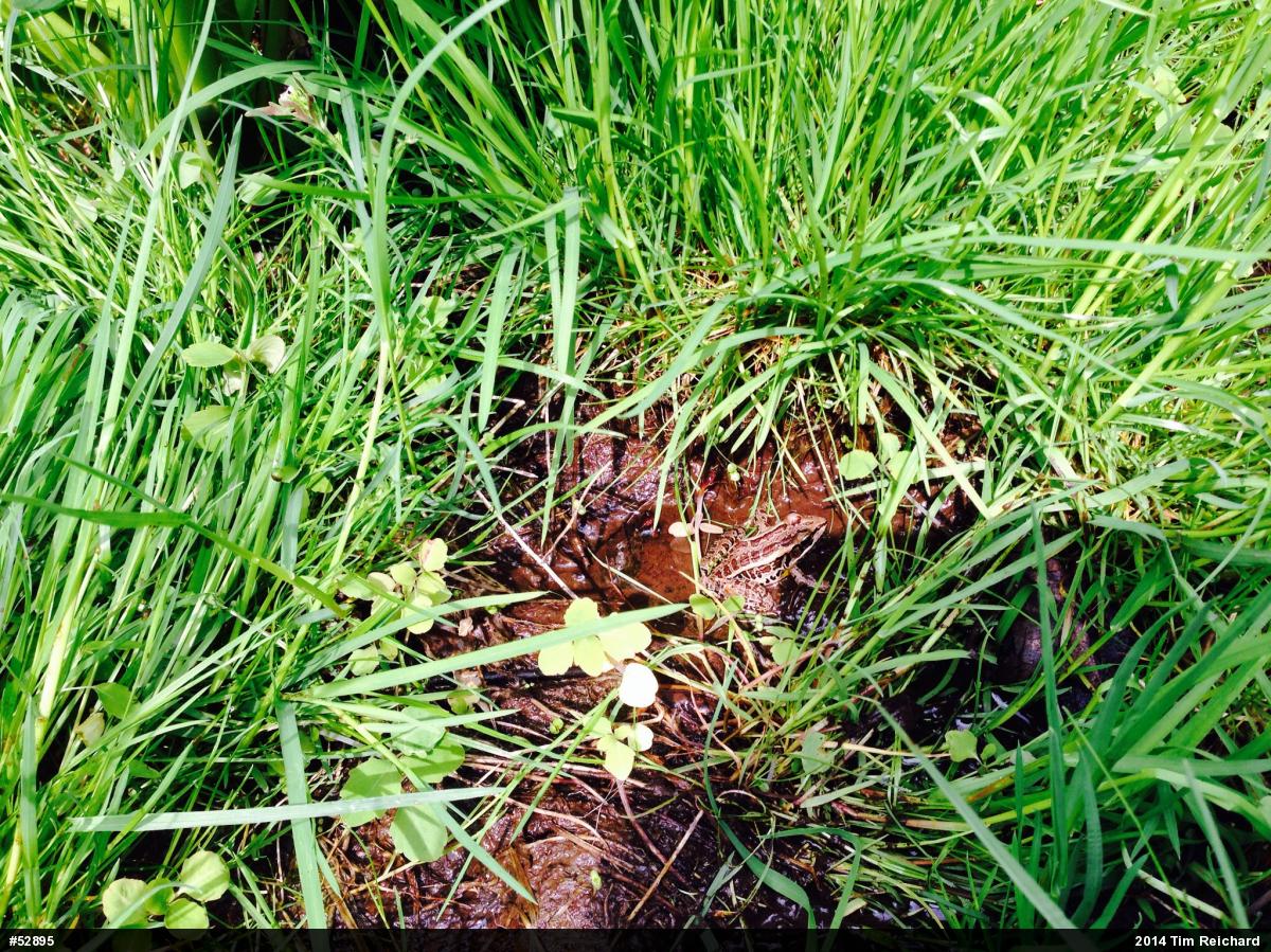 Pickerel Frog