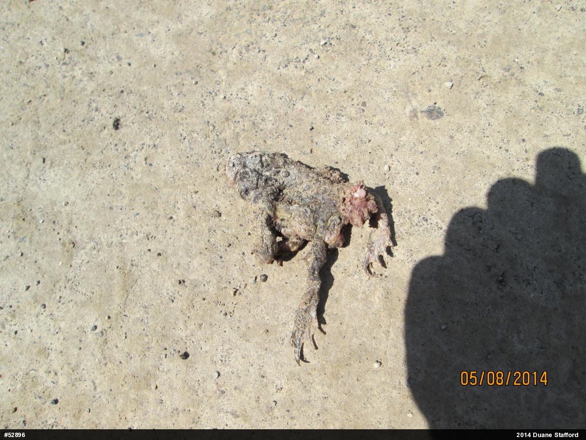 Eastern American Toad