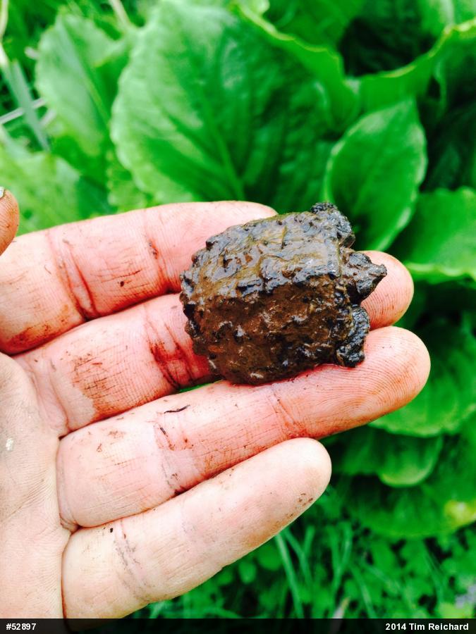 Snapping Turtle
