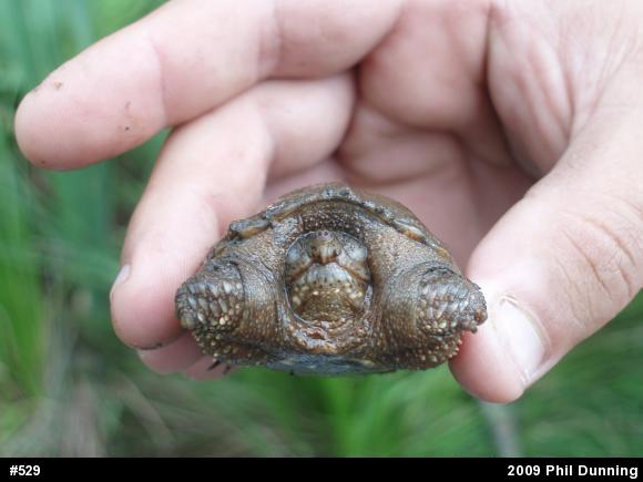 Snapping Turtle