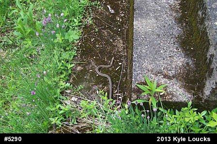 Eastern Gartersnake