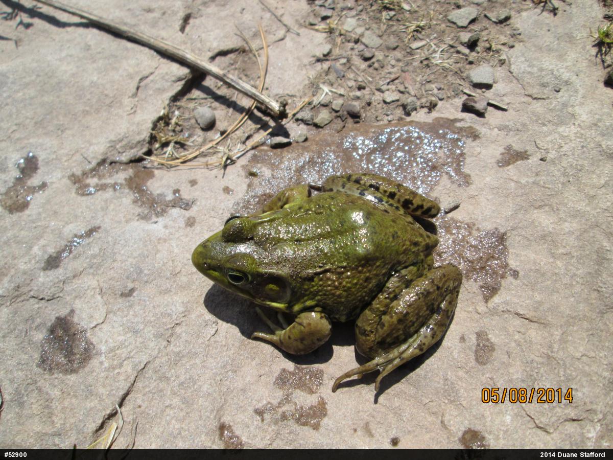 American Bullfrog