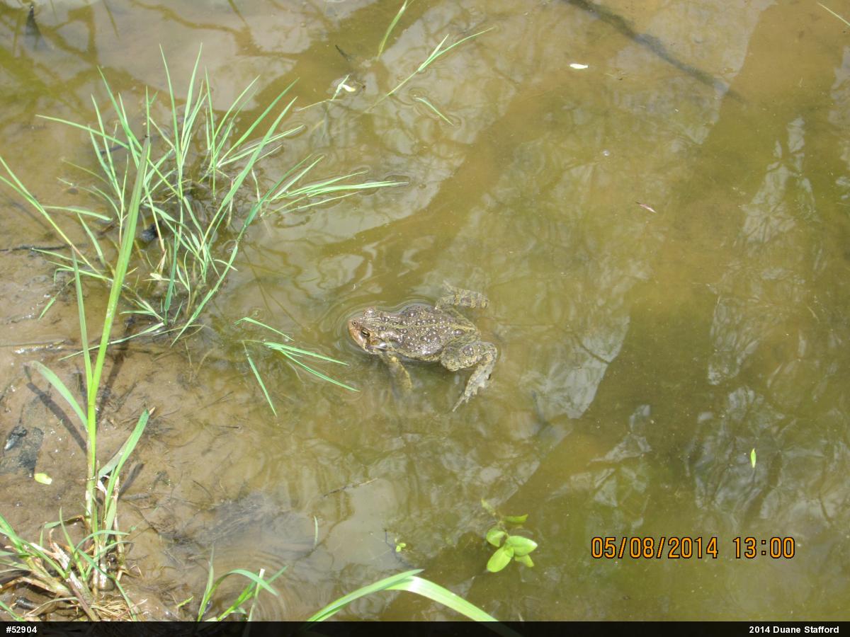 Eastern American Toad