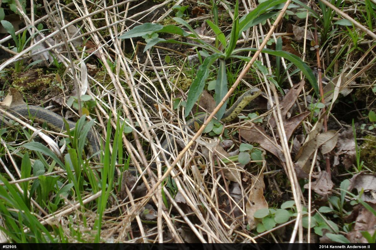 Eastern Gartersnake