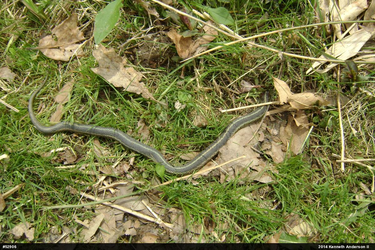 Eastern Gartersnake