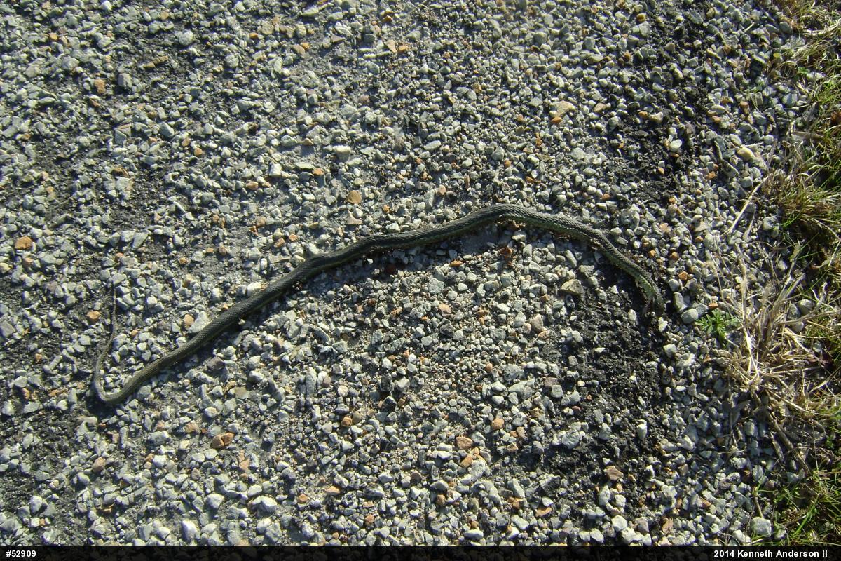 Eastern Gartersnake