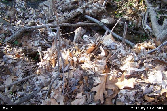 Eastern Gartersnake