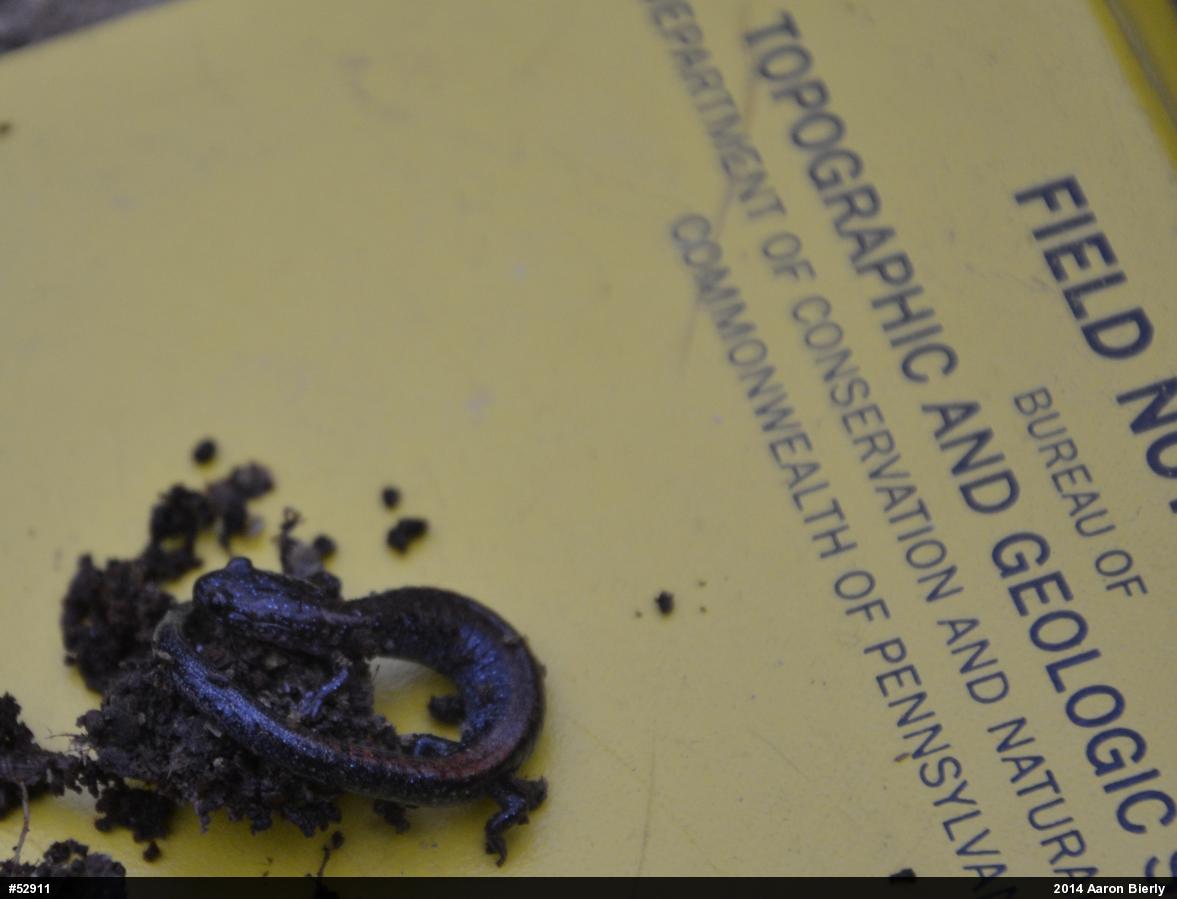 Eastern Red-backed  Salamander