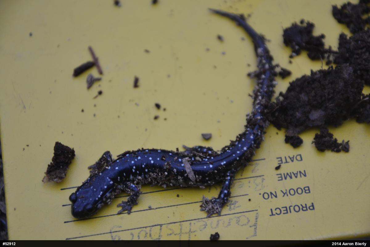 Northern Slimy Salamander