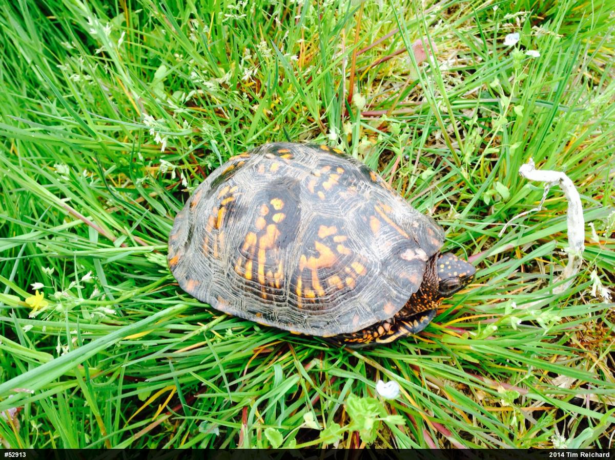 Eastern Box Turtle