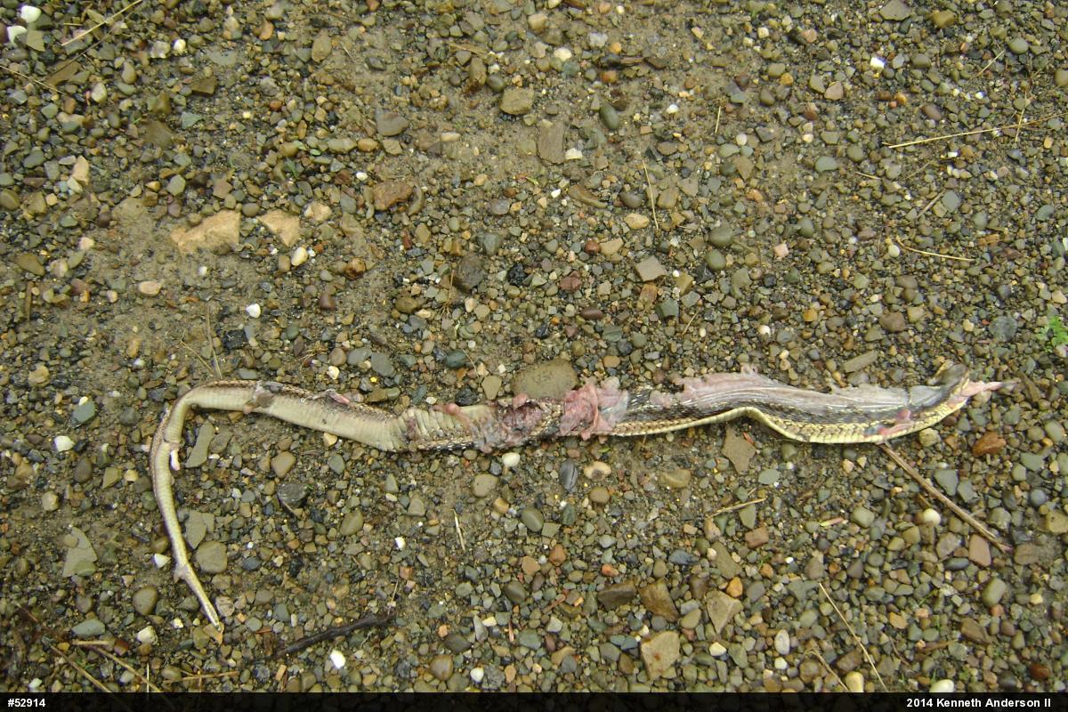 Eastern Gartersnake