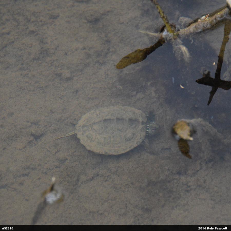 Northern Map Turtle