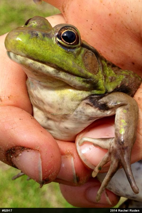 Green Frog