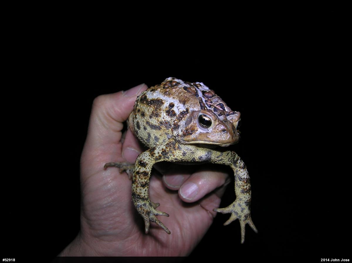 Eastern American Toad