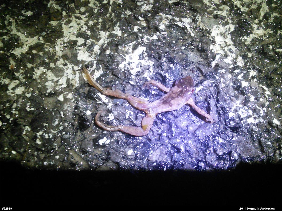 Chorus Frogs