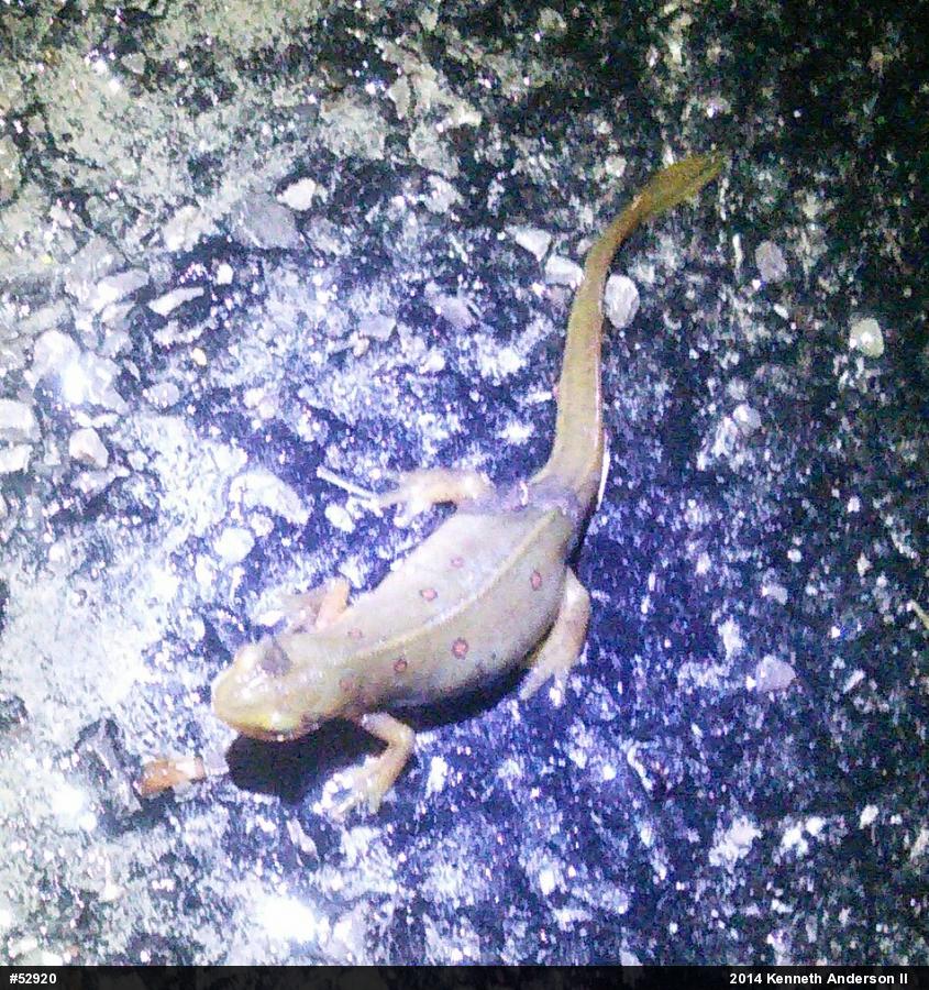 Red-spotted Newt