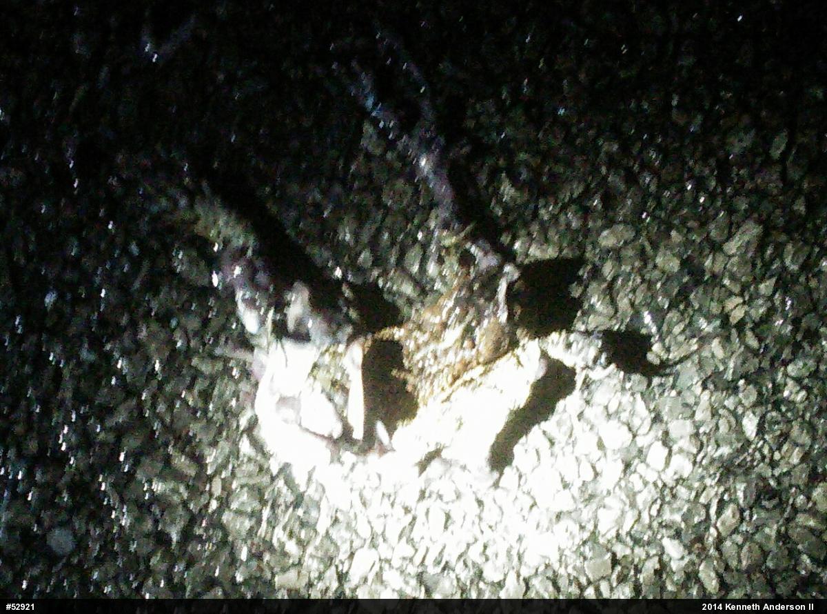True Toads