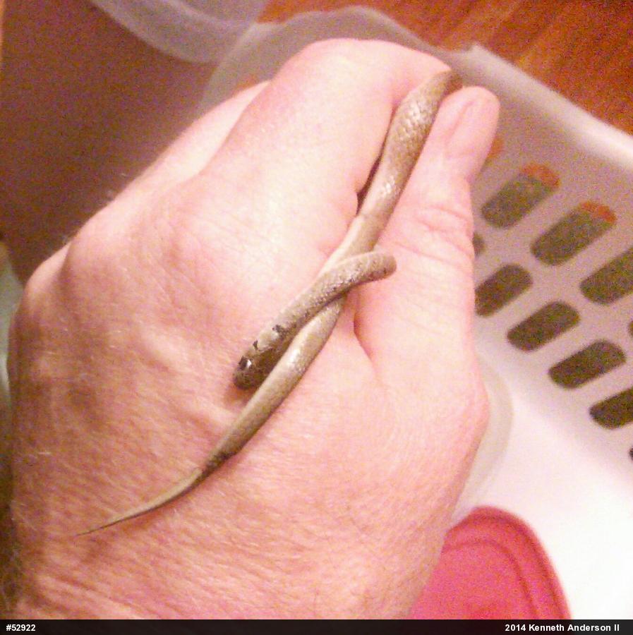 Dekay's Brownsnake