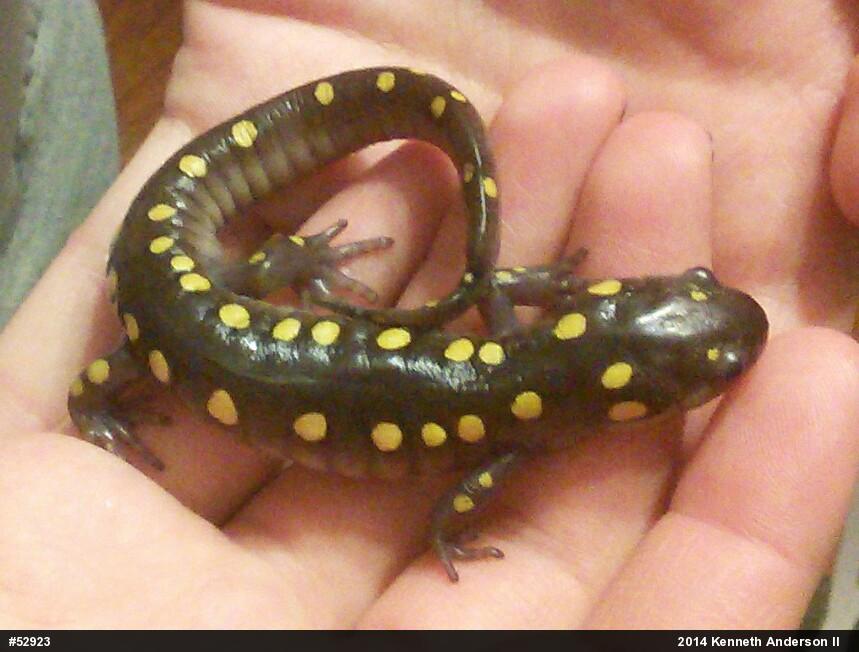 Spotted Salamander