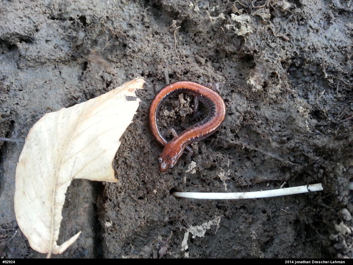 Eastern Red-backed  Salamander