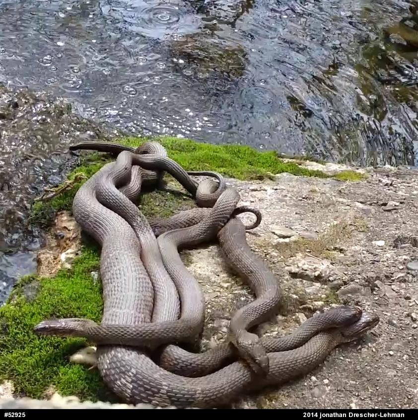 Northern Watersnake