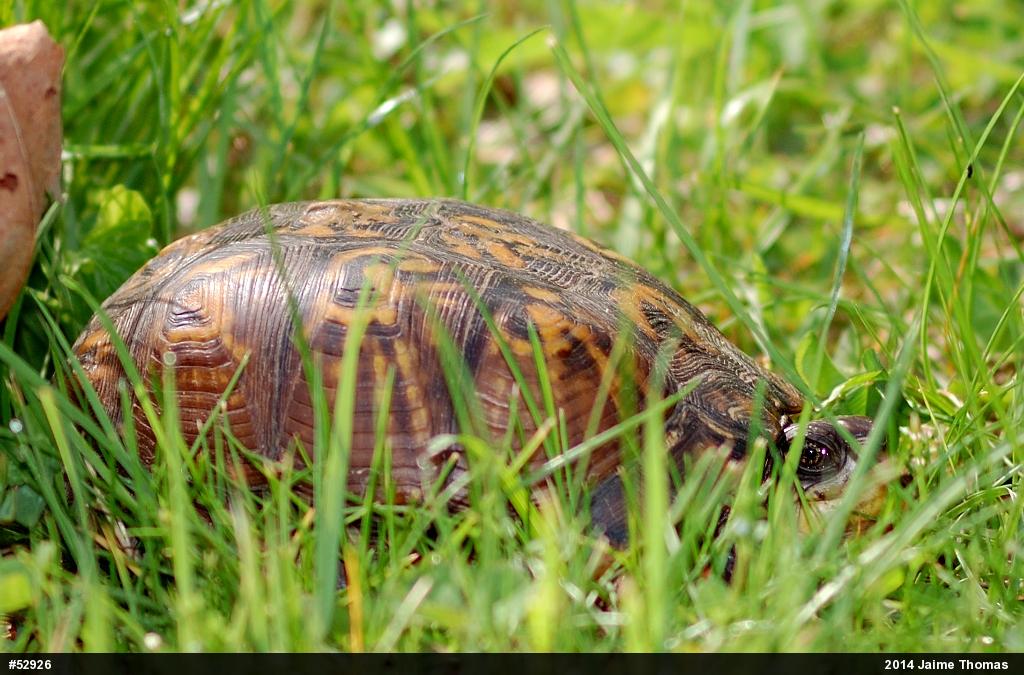 Eastern Box Turtle