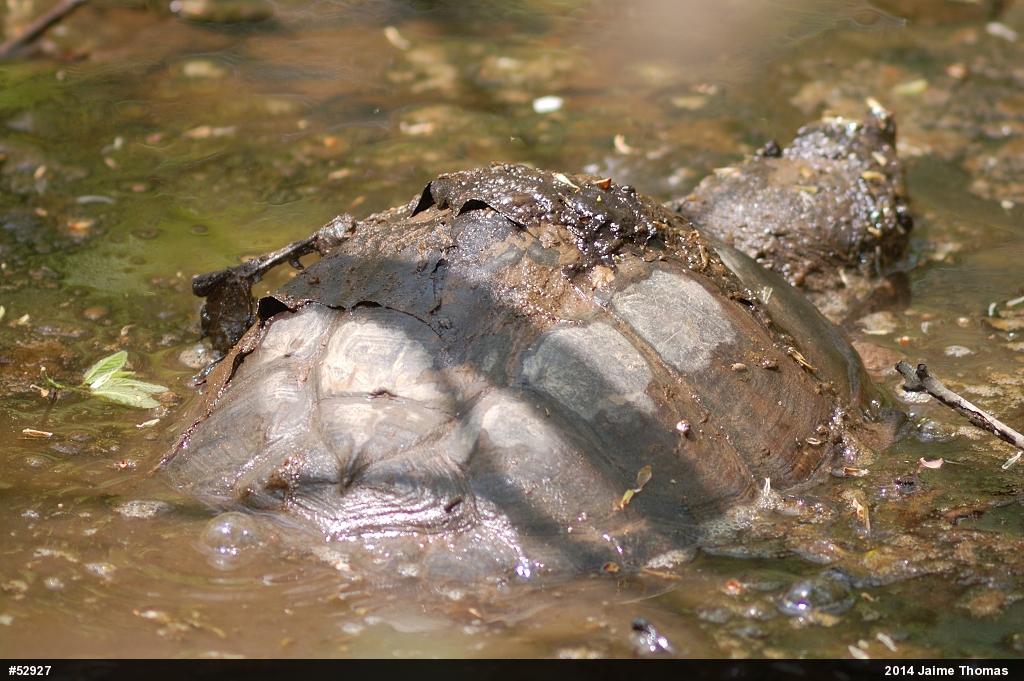 Snapping Turtle