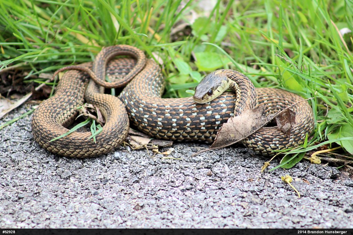 Eastern Gartersnake