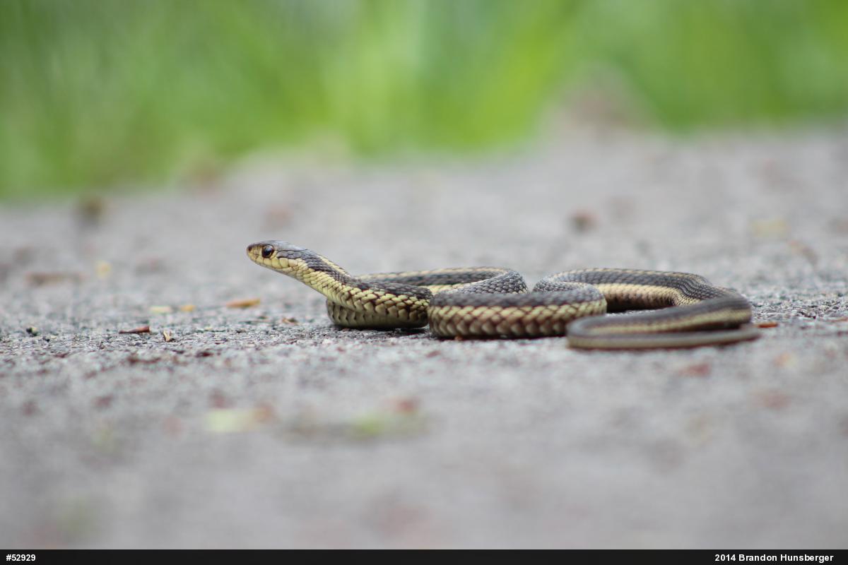 Eastern Gartersnake