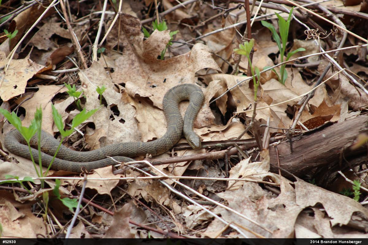 Northern Watersnake